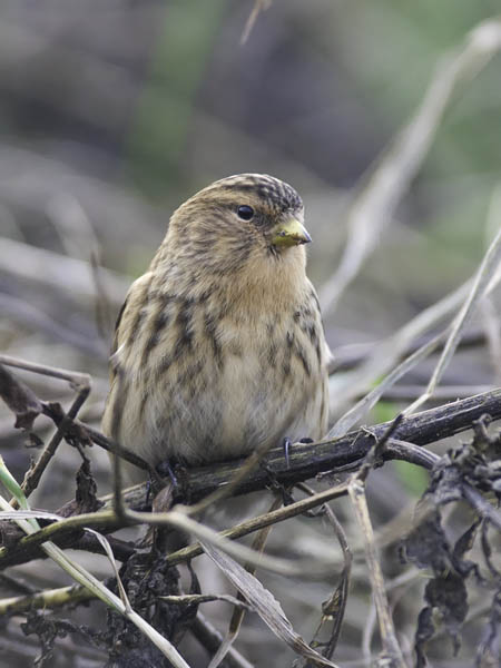 Vuorihemppo, Twite, Carduelis flavirostris