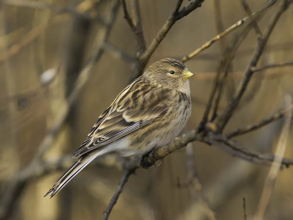 Vuorihemppo, Twite, Carduelis flavirostris