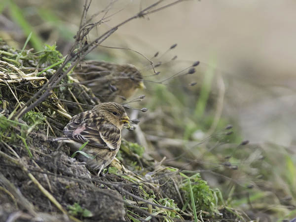 Vuorihemppo, Twite, Carduelis flavirostris