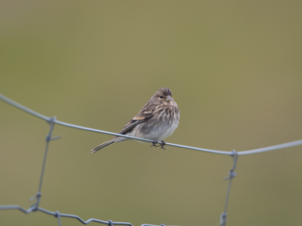 Vuorihemppo, Twite, Carduelis flavirostris