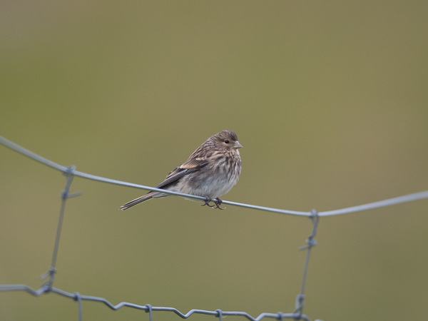 Vuorihemppo, Twite, Carduelis flavirostris