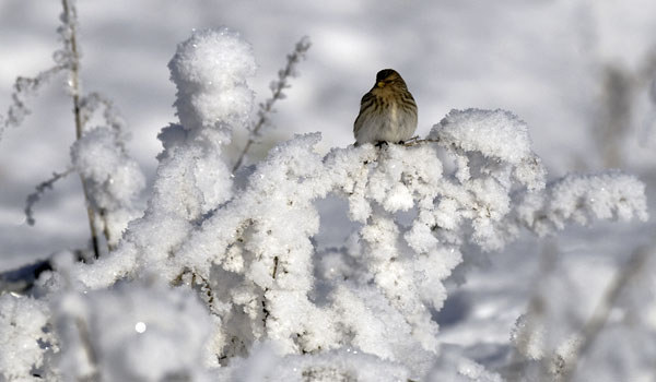 Vuorihemppo, Twite, Carduelis flavirostris