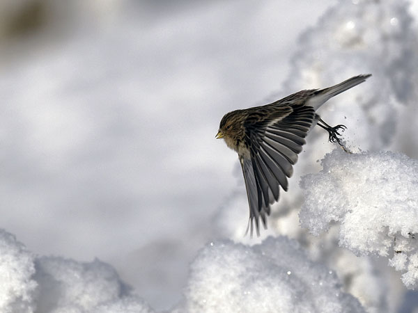 Vuorihemppo, Twite, Carduelis flavirostris