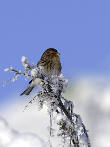 Vuorihemppo, Twite, Carduelis flavirostris