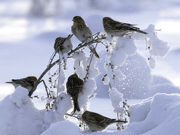 Vuorihemppo, Twite, Carduelis flavirostris