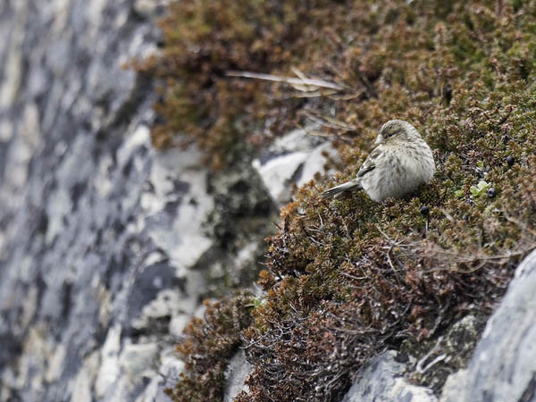 Vuorihemppo, Twite, Carduelis flavirostris