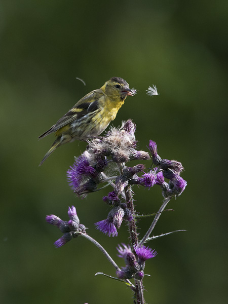 Vihervarpunen, European Siskin, Carduelis spinus