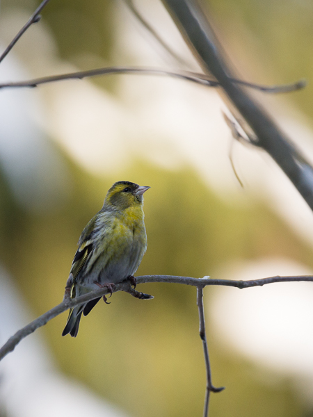 Vihervarpunen, European Siskin, Carduelis spinus