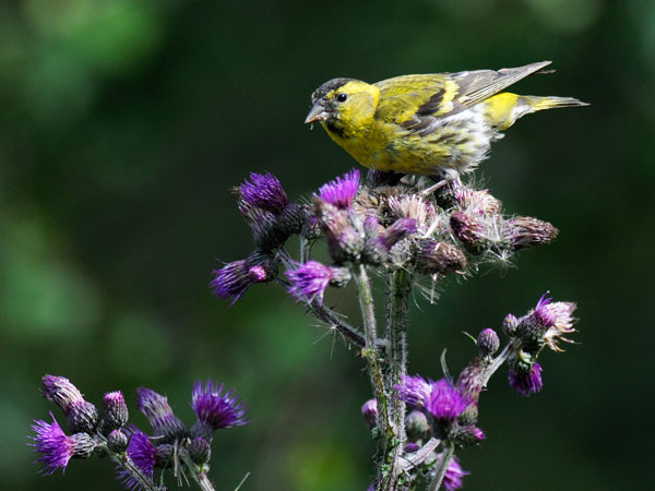 Vihervarpunen, European Siskin, Carduelis spinus