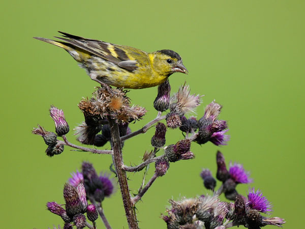 Vihervarpunen, European Siskin, Carduelis spinus