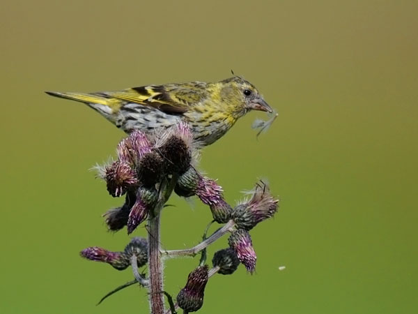 Vihervarpunen, European Siskin, Carduelis spinus