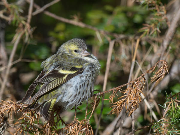 Vihervarpunen, European Siskin, Carduelis spinus