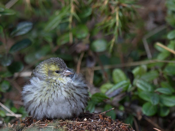 Vihervarpunen, European Siskin, Carduelis spinus