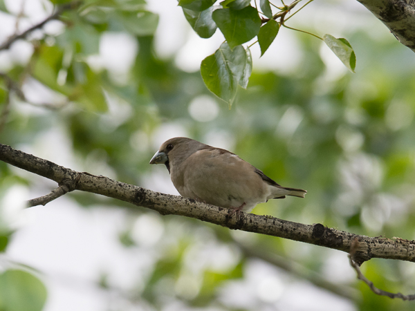 Nokkavarpunen, Hawfinch, Coccothraustes coccothraustes