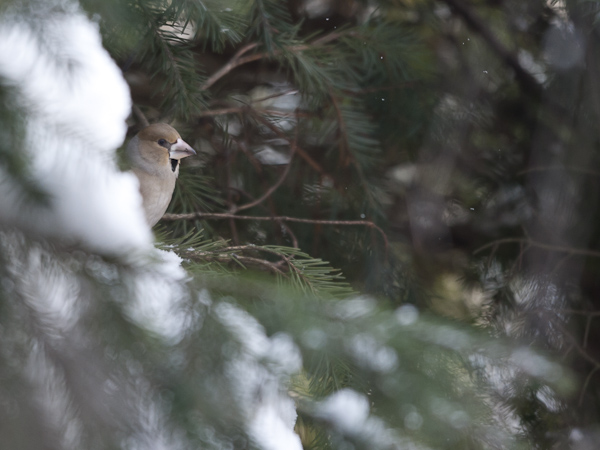 Nokkavarpunen, Hawfinch, Coccothraustes coccothraustes