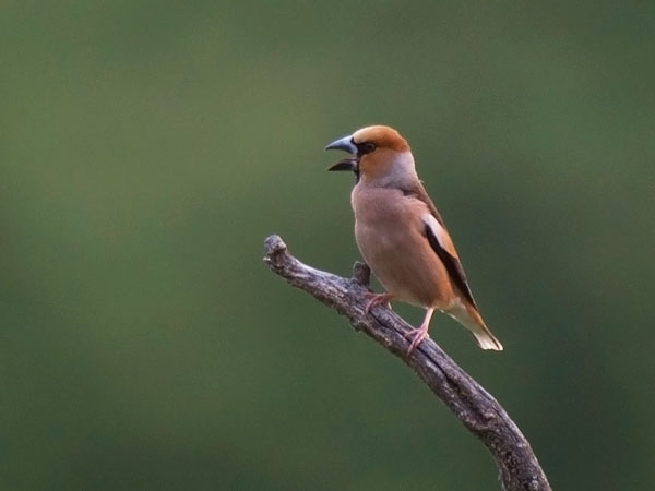 Nokkavarpunen, Hawfinch, Coccothraustes coccothraustes
