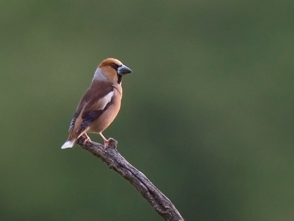Nokkavarpunen, Hawfinch, Coccothraustes coccothraustes