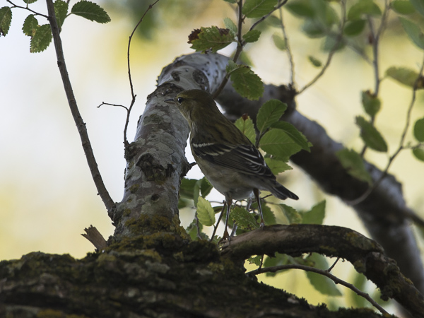 Viirukerttuli, Blackpoll Warbler, Dendroica striata