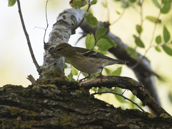 Viirukerttuli, Blackpoll Warbler, Dendroica striata