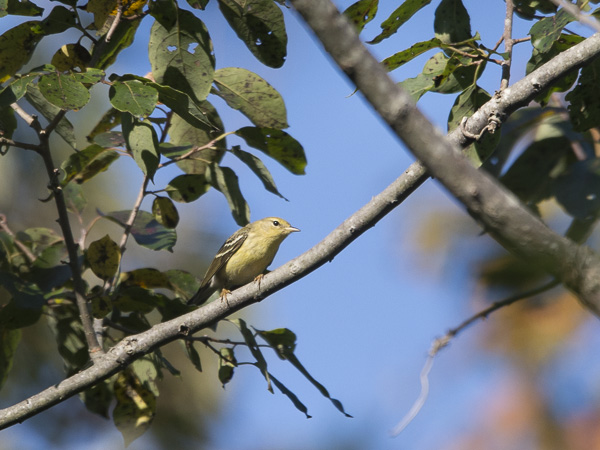 Viirukerttuli, Blackpoll Warbler, Dendroica striata