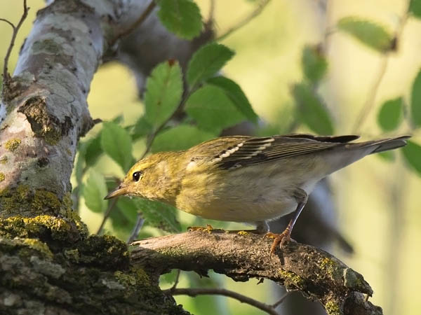 Viirukerttuli, Blackpoll Warbler, Dendroica striata