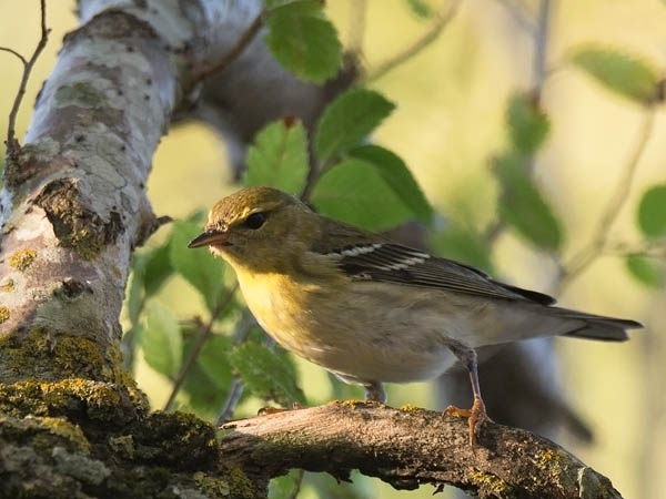 Viirukerttuli, Blackpoll Warbler, Dendroica striata