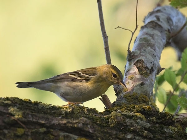 Viirukerttuli, Blackpoll Warbler, Dendroica striata