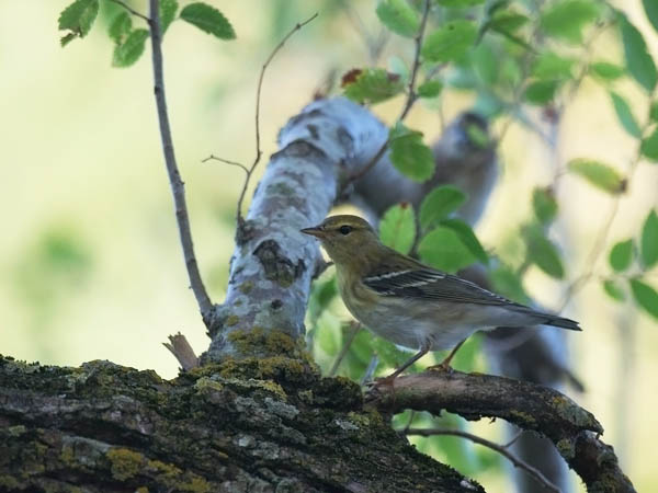 Viirukerttuli, Blackpoll Warbler, Dendroica striata