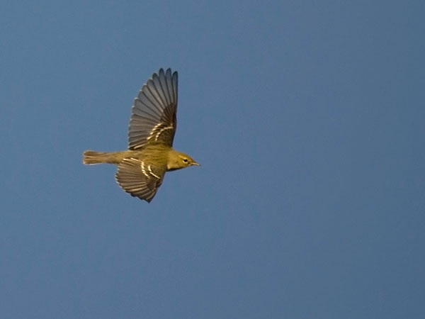 Viirukerttuli, Blackpoll Warbler, Dendroica striata