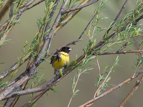 Kultasirkku, Yellow-breasted Bunting, Emberiza aureola