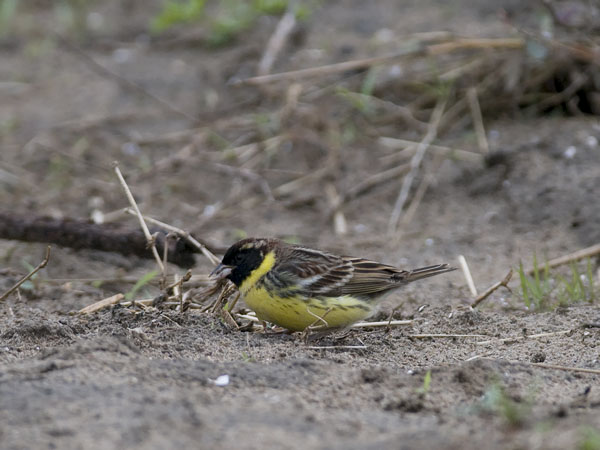 Kultasirkku, Yellow-breasted Bunting, Emberiza aureola