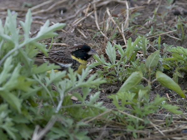 Kultasirkku, Yellow-breasted Bunting, Emberiza aureola