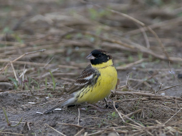 Kultasirkku, Yellow-breasted Bunting, Emberiza aureola