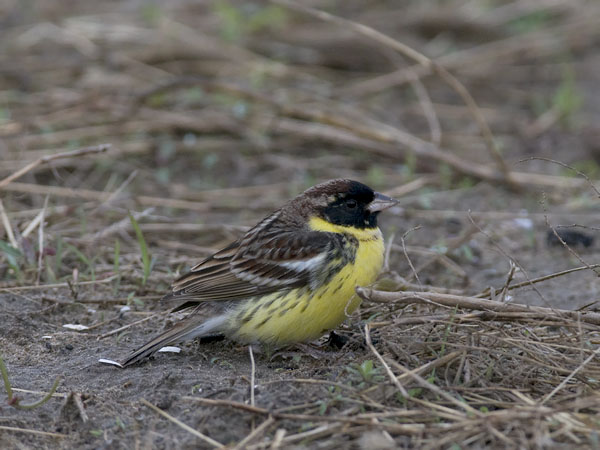Kultasirkku, Yellow-breasted Bunting, Emberiza aureola