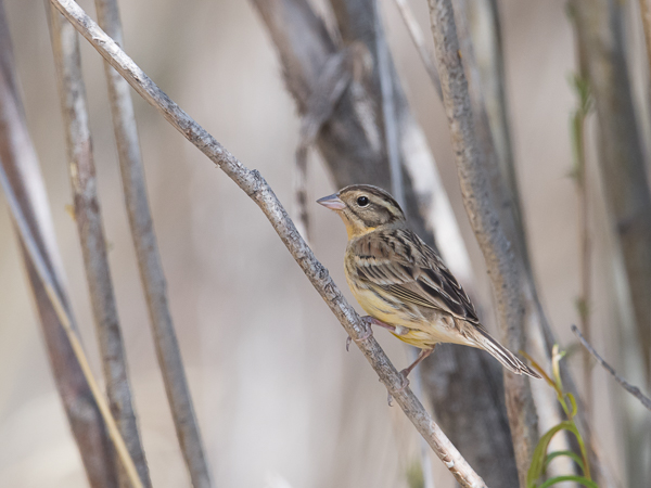 Kultasirkku, Yellow-breasted Bunting, Emberiza aureola