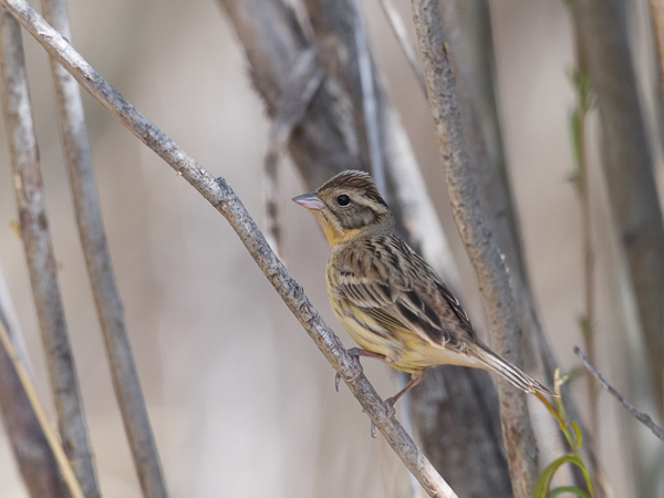 Kultasirkku, Yellow-breasted Bunting, Emberiza aureola