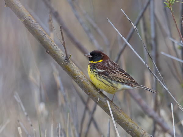 Kultasirkku, Yellow-breasted Bunting, Emberiza aureola