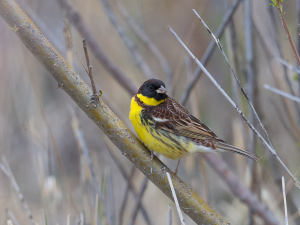 Kultasirkku, Yellow-breasted Bunting, Emberiza aureola