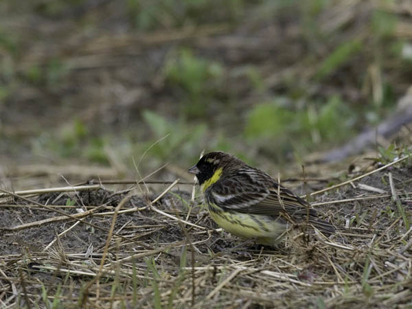 Kultasirkku, Yellow-breasted Bunting, Emberiza aureola