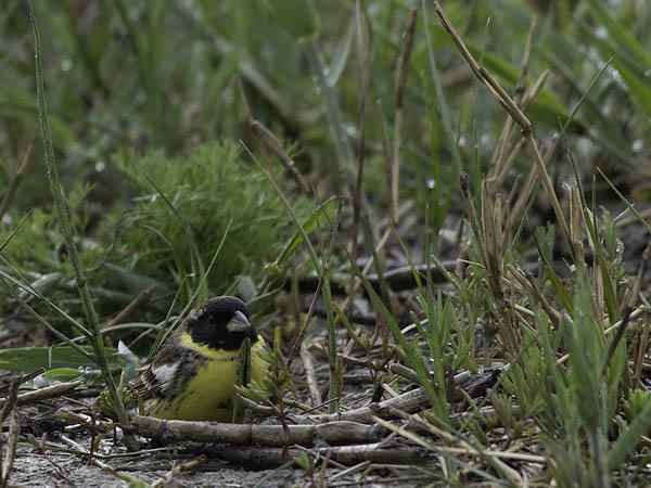 Kultasirkku, Yellow-breasted Bunting, Emberiza aureola