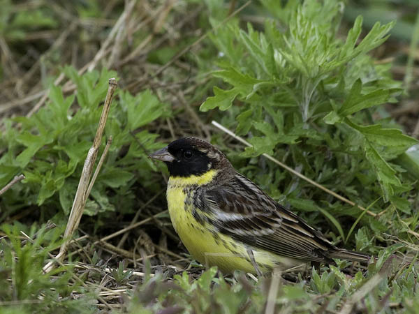 Kultasirkku, Yellow-breasted Bunting, Emberiza aureola