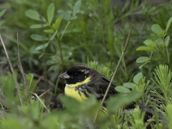 Kultasirkku, Yellow-breasted Bunting, Emberiza aureola