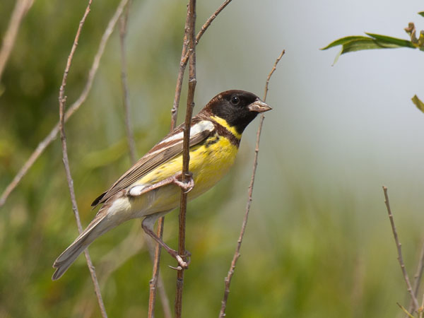 Kultasirkku, Yellow-breasted Bunting, Emberiza aureola