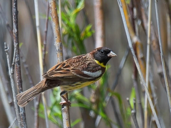 Kultasirkku, Yellow-breasted Bunting, Emberiza aureola