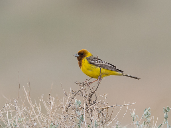 Ruskopääsirkku, Red-headed Bunting, Emberiza bruniceps