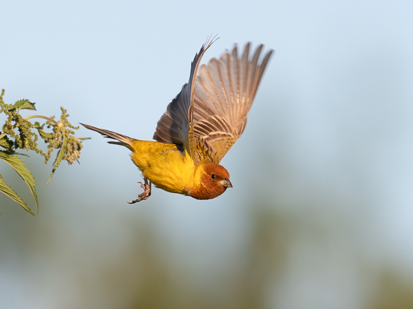 Ruskopääsirkku, Red-headed Bunting, Emberiza bruniceps