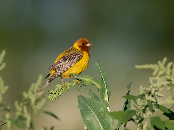 Ruskopääsirkku, Red-headed Bunting, Emberiza bruniceps