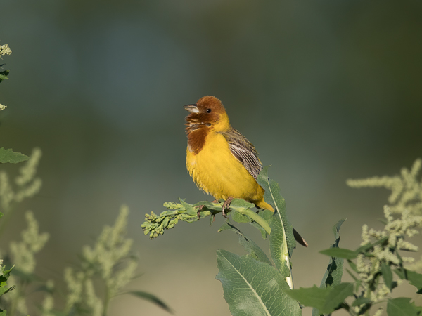 Ruskopääsirkku, Red-headed Bunting, Emberiza bruniceps
