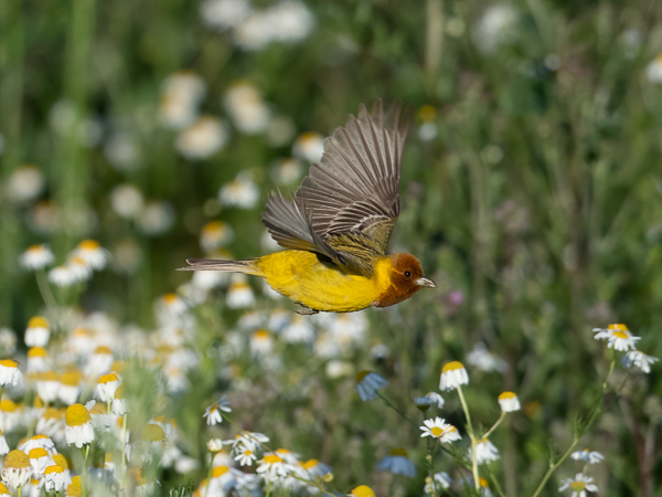 Ruskopääsirkku, Red-headed Bunting, Emberiza bruniceps