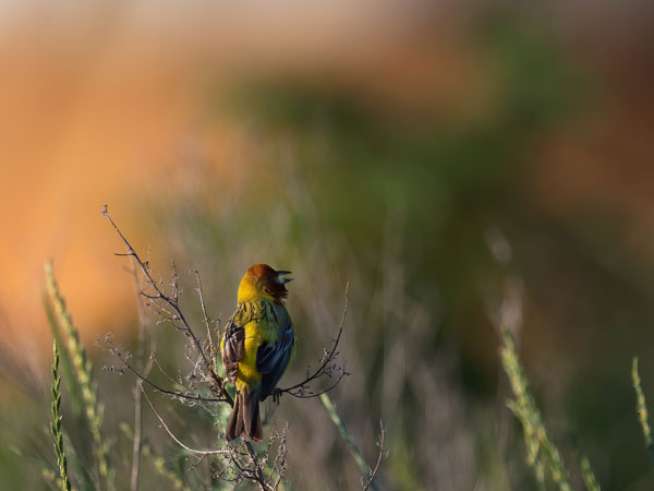 Ruskopääsirkku, Red-headed Bunting, Emberiza bruniceps